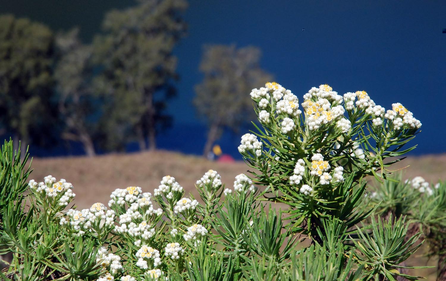 10 Fakta Edelweis, si Bunga Abadi