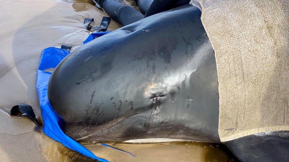 Tim penyelamat berusaha menjaga agar paus yang terdampar tetap basah dan dingin
