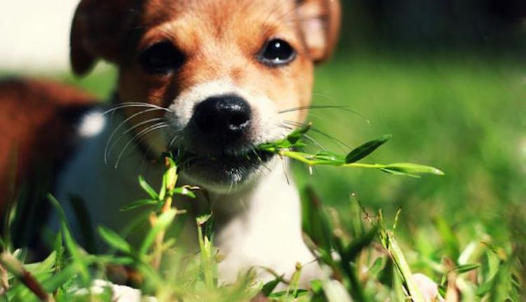 Anjing Anda Suka Makan Rumput? Berikut Penjelsannya.