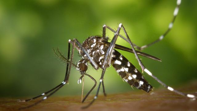 Nyamuk Aedes aegypti 