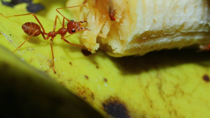 tips membersihkan makanan dari semut