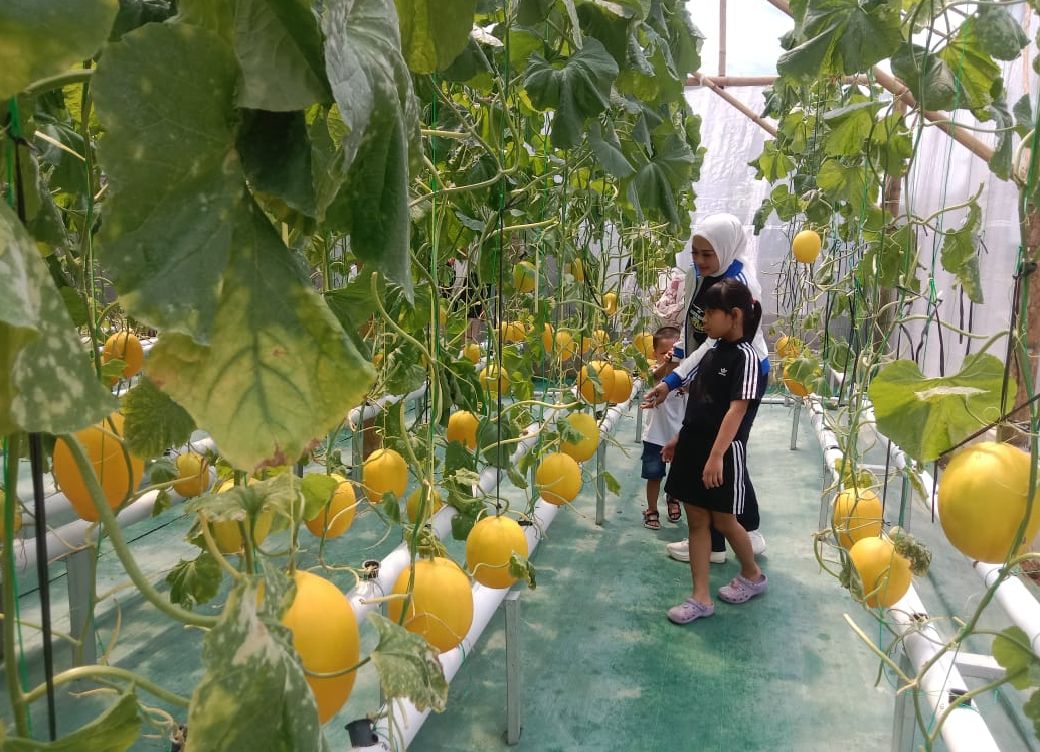 Kebun Bagus Salatiga : Wisata Petik Sayur, Melon, Hingga Mini Zoo, Cocok untuk Liburan Keluarga