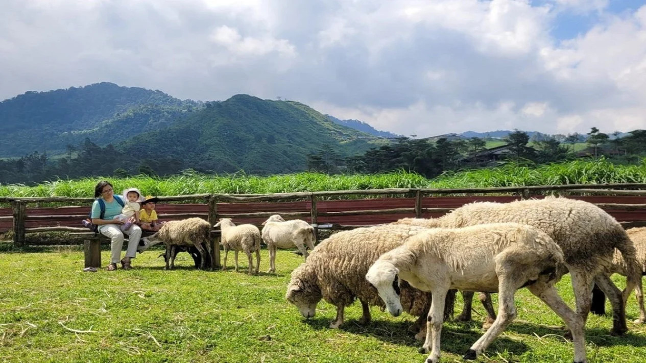 Menggala Ranch: Hidden Gem yang Dijuluki New Zealand-nya Banyumas!