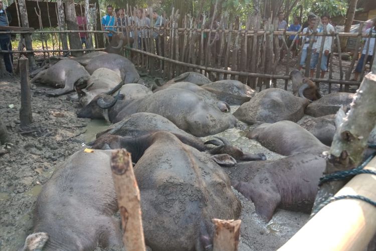 19 ekor ternak kerbau mati tersambar petir di Dusun II, Desa Urutan, Kecamatan Andam Dewi, Tapanuli Tengah, Senin (19/8/2019) dan menjadi tontonan war