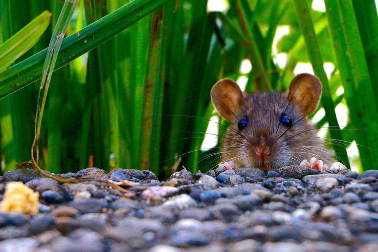 Usir Tikus Dirumah Dengan Tanaman Yang Ada Di Rumah