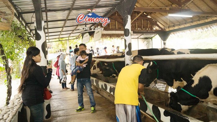 Wisata Semarang - SERU! Piknik Sekaligus Berinteraksi dengan Hewan-hewan di Cimory Dairy Land 