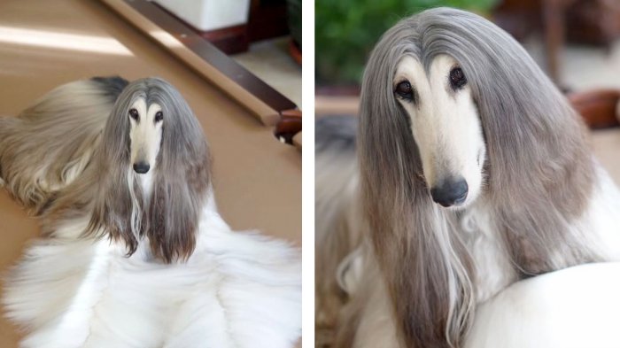 anjing dengan perawatan rambut 200 juta